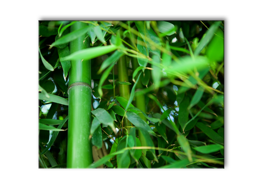  Стебли бамбука