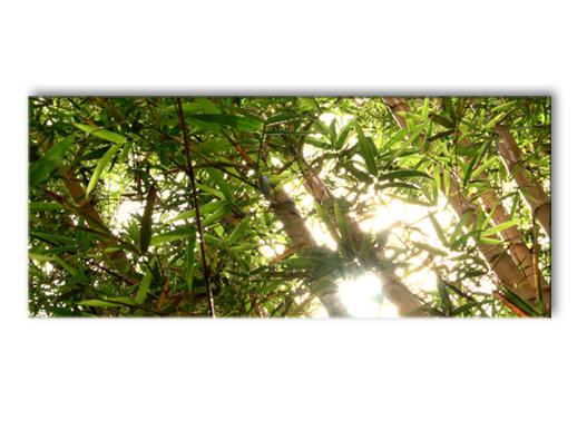 Постер на холсте Бамбуковый лес