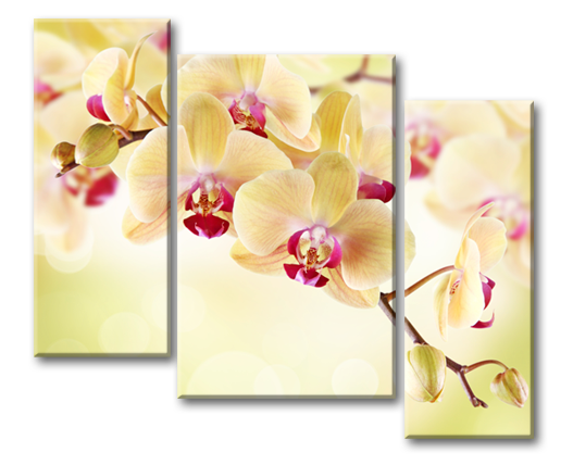 Модульная картина Тропические орхидеи