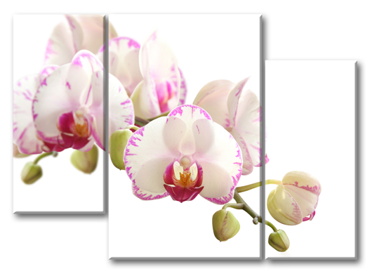 Модульная картина Королевские орхидеи