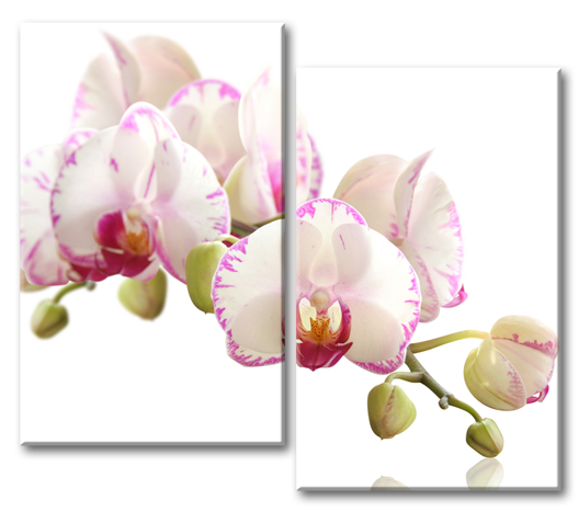 Модульная картина Бархатные орхидеи