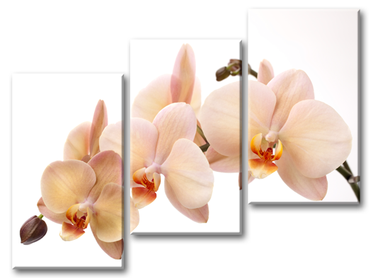 Модульная картина Карамельная орхидея