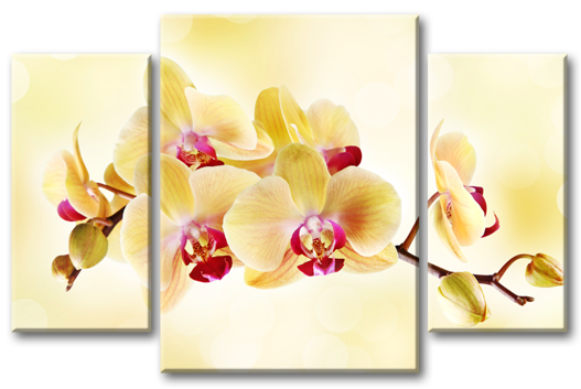 Модульная картина Желтые орхидеи