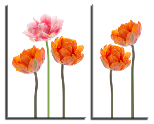 Модульная картина Рыжие тюльпаны