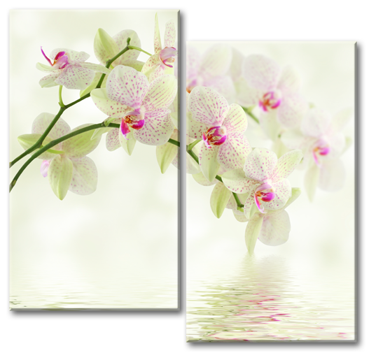 Модульная картина Зеленые орхидеи