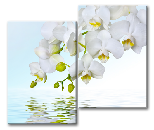 Модульная картина Весенние орхидеи