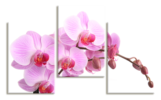 Модульная картина Розово-сиреневые орхидеи