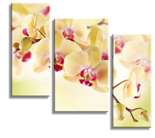 Модульная картина Желтая орхидея