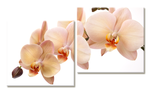 Модульная картина Карамельные орхидеи