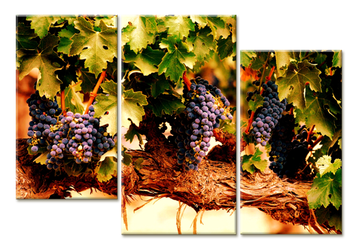 Модульная картина Виноградная лоза