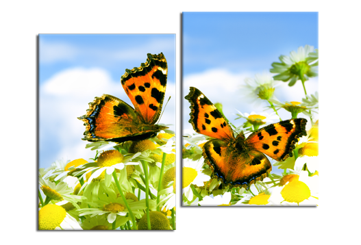 Модульная картина Бабочки на ромашках
