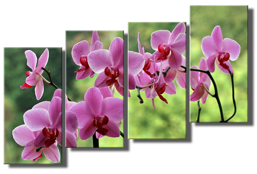 Модульная картина Дружные орхидеи