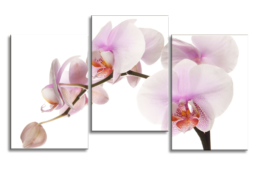 Модульная картина Застенчивая орхидея
