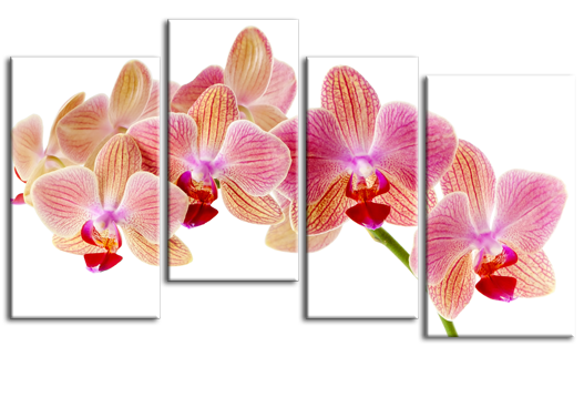 Модульная картина Волшебные орхидеи