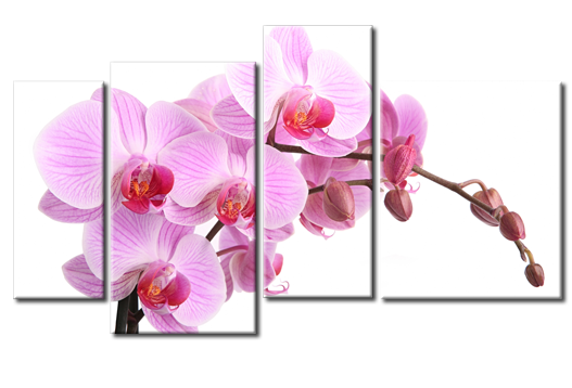 Модульная картина Изнеженная орхидея