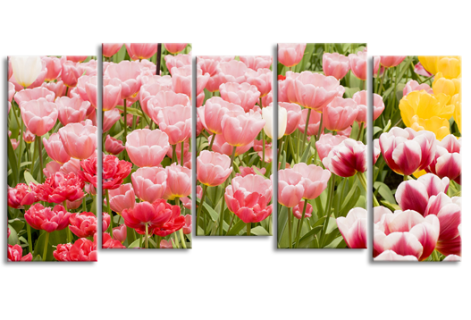 Модульная картина «Розовые тюльпаны»