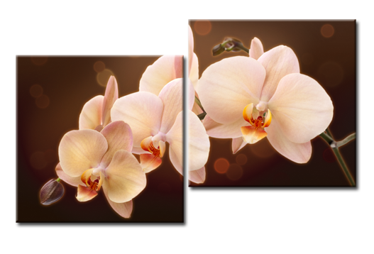 Модульная картина Шоколадная орхидея