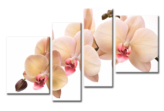 Модульная картина Романтичная орхидея