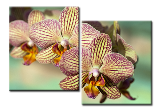 Модульная картина Волшебная орхидея