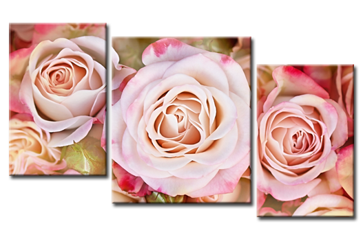Модульная картина Душистые розы