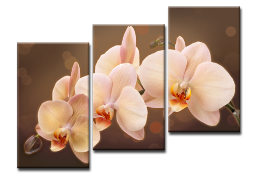 Модульная картина Медовая орхидея