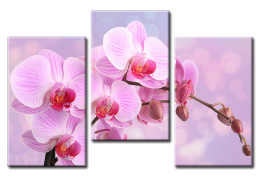 Модульная картина Сияющая орхидея