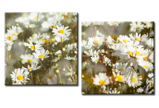 Модульная картина Летнее цветение