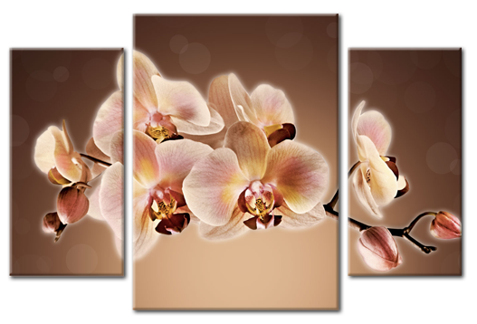 Модульная картина Ванильно-коричная орхидея
