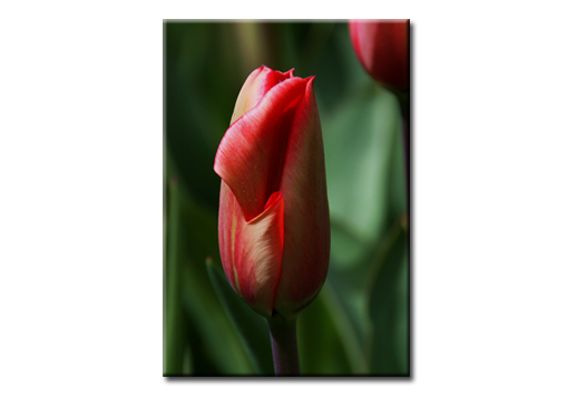 Фотокартина Яркий тюльпан