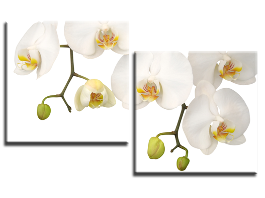 Модульная картина Белая орхидея