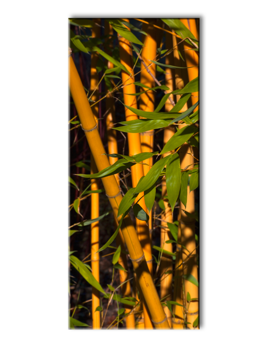 Постер на холсте Стебли бамбука