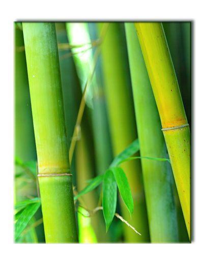 Постер на холсте Зеленый бамбук