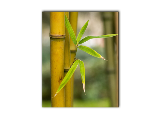 Постер на холсте Стебель бамбука
