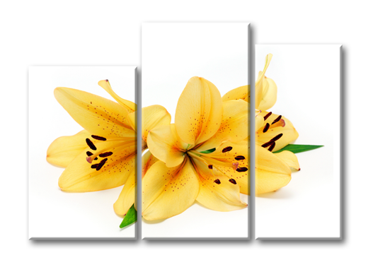 Модульная картина Желтые лилии