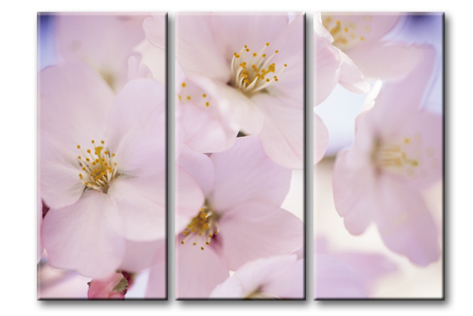 Модульная картина Цветы сакуры