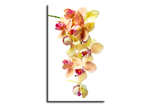 Постер на холсте Воздушные орхидеи