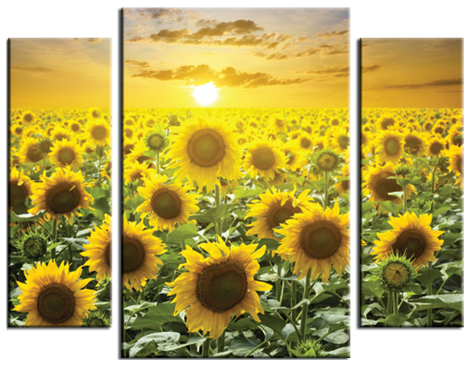 Модульная картина Солнечные цветы