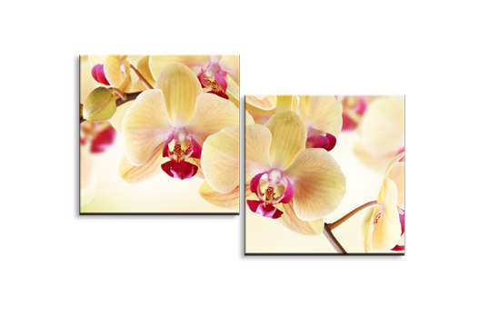 Модульная картина Желтые орхидеи