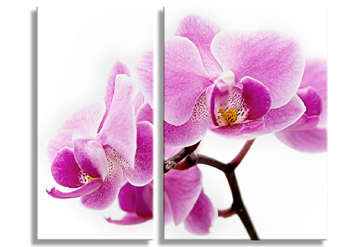 Модульная картина Диптих " Орхидея на белом фоне"