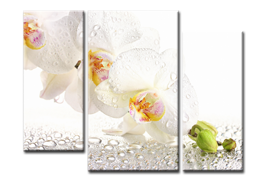 Модульная картина Белоснежная орхидея