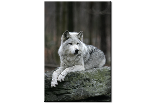 Фотокартина Серебристый волк